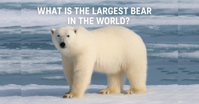 What is the Largest Bear in the World?